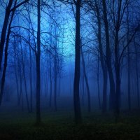 dark-blue-forest