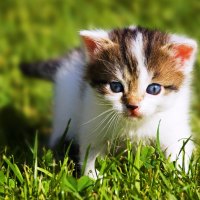 Kitty's First Day Out