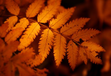 Beautiful autumn - colors, leaf, autumn, silens