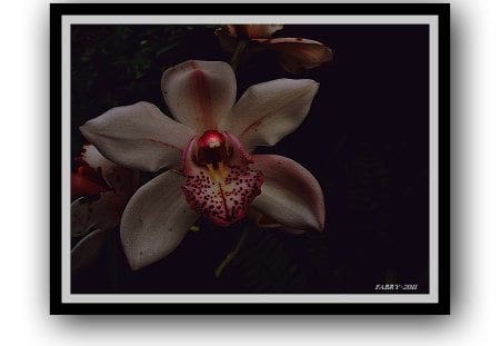 Orchid - orchidea, nature, fleurs, orchid, flowers, fiore