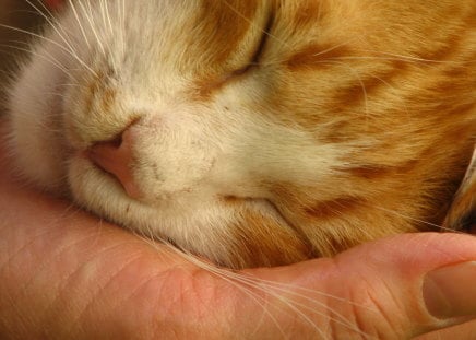 Gratitude - love, peaceful, animals, delicate, feline, white, gratitude, sleep, hand, cats, compassion, kindness, orange, humor, happy