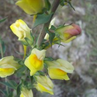 Wild Yellow Blossoms