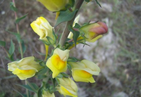 Wild Yellow Blossoms - grassy, flowers, blooms, yellow, wild