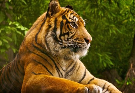 ANIMAL SUMATRIN TIGER - animal, proud, gorgeous, beautiful