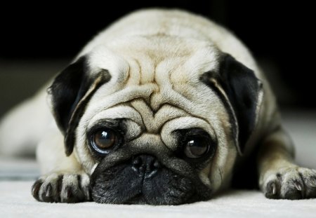 ONLY A FACE A MOTHER COULD LOVE - pug, cute, dog, adorable