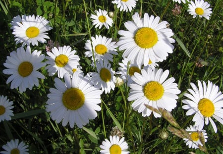 Daisies - daisies, flowers, white, nature