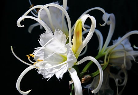 White flower - flowers, beauty, white, nature