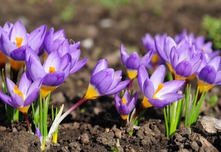 Purple - nature, purple, flowers, yellow