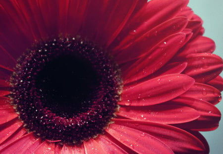 Red - nature, flowers, flower, red