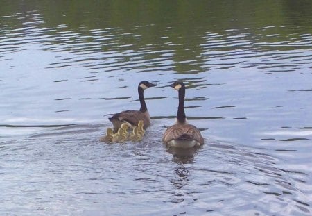 Swimming Lessons - water, gooslings, lake, canada geese, swim