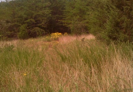 edge of the woods - weeds, pine trees, grass, yellow flowers