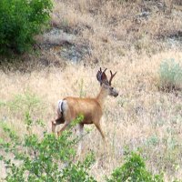 Buck Deer in Velvet