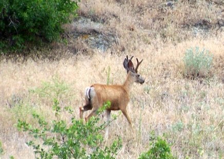 Buck Deer in Velvet - velvet, field, buck, trees, deer, whitetail, grass