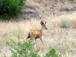 Buck Deer in Velvet