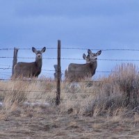 Mule Deer