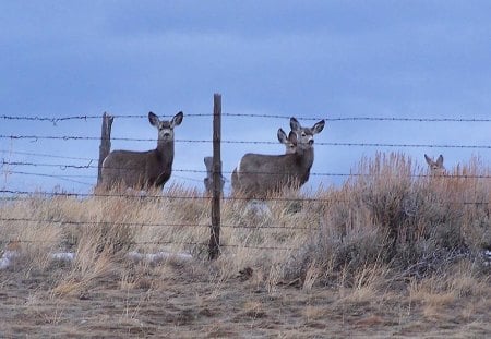 Mule Deer - mule deer, watching, grass, fence, sky