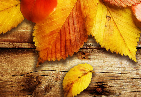 colors of autumn - fall, nature, yellow, autumn, leaves