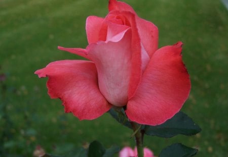 Rosy Rose - rose, blooming flower, grass, rosy