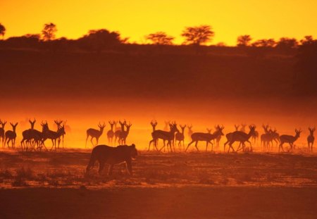 the hunt - hot, sun, animals, photography, sunset, africa, yellow, wild, orange, desert