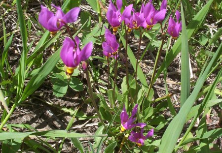 Shooting Stars - blooming, shooting stars, purple, mountainside, flowers, grass