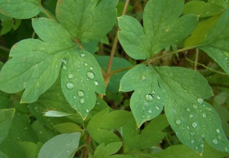 Dewy Leaves - forest, leaves, green, moisture, dew