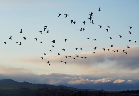 Heading Sorth - clouds, sku, waterfowl, mountains, ducks