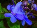 Butterfly flower