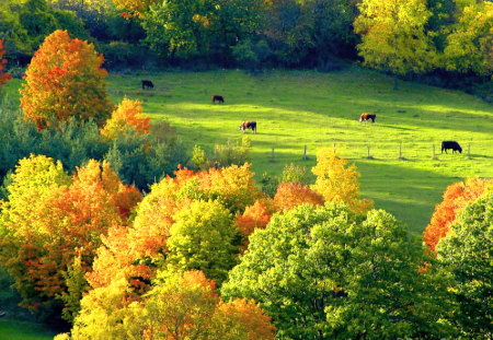 Country autumn - autumn, country, gold, cows, leaves, orange, green, colors, pasture