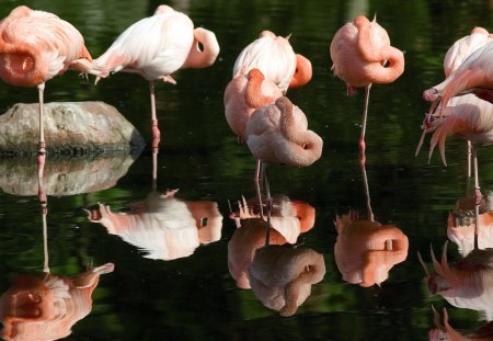 Flamingo - flamingo, animals, birds, beautiful