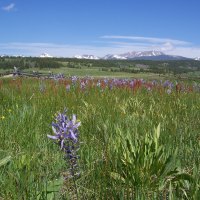 Montana Spring Meadow