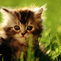 Kitty in the garden