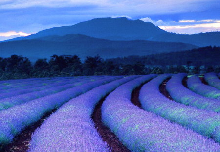 Lavender evening - lavender, evening, field, mountains, rows