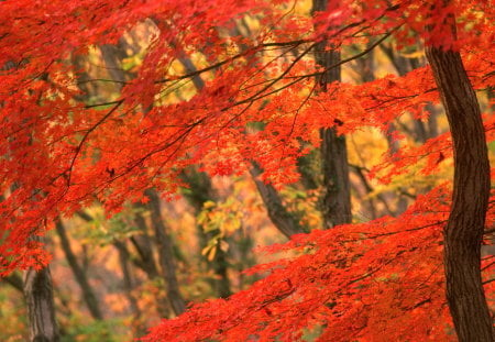 Red - red, gold, leaves, trees, autumn