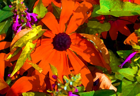 Orange Daisy - Flowers & Nature Background Wallpapers on Desktop Nexus