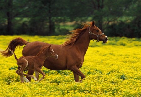 Let's Go - horses, field, galloping, trees