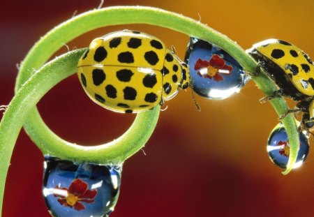 Ladybugs  and Droplets - water, lady, stem, bug