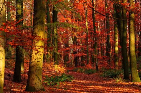 Autumn in the forest - nature, autumn, trees, forest, red, road, path