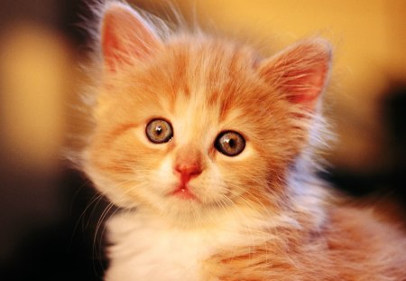 Cute Little Cat - cute, cats, little, animals