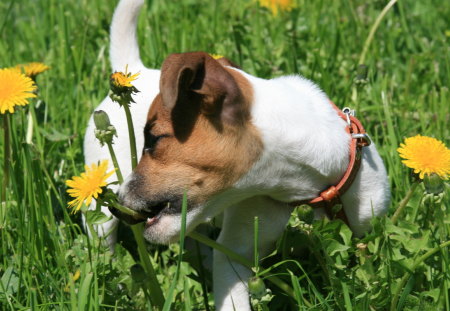 I M TAKING A BEAUTIFUL FLOWER FOR YOU - nice, wallpaper, amazing, cool, dog, animal, grass, cute, happy