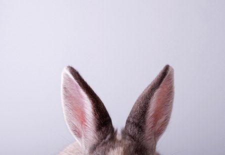 RABBIT's ear. - rabbit, softly, ear, animal, cute