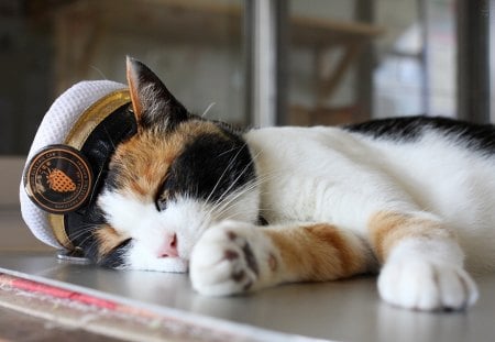 a stationmaster cat - tortoiseshell, sleep, cat, humor, cute