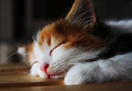 sleeping cat - sleep, tortoiseshell, cute, cat