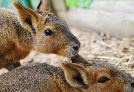 hey!! - brother, brown, humor, cute, deer