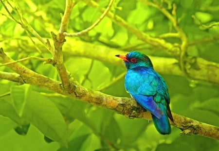 Asian beauty - bird, branch, blue, green, colors, forest, asia, cuckoo