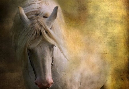 The white - white, painting, beauty, colors, stallion, horse