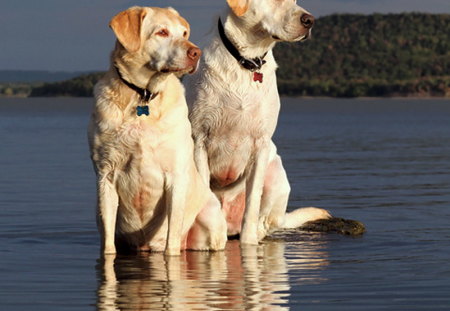 Golden pair - water, dogs, golden, hunters, labrador retrievers