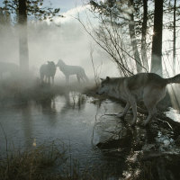 Forest Wolves