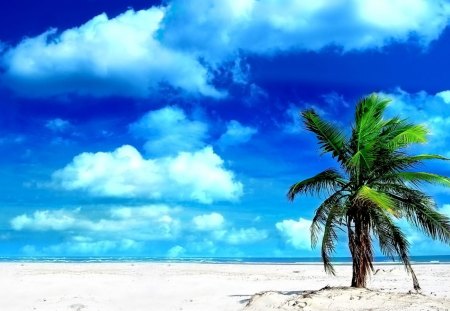 palm_tree - beaches, beach, sky, blue sky, white clouds, clouds, tree, tropic, sand, ocean, oasis, palm tree, summer, palm, nature, lonely, island