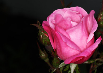 a rose - love, pink, 3d, rose, flower