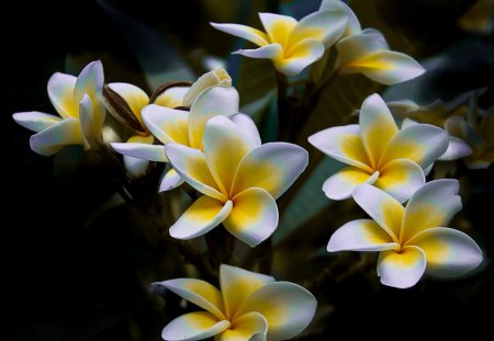 Plumeria - white, flowers, lovely, yellow